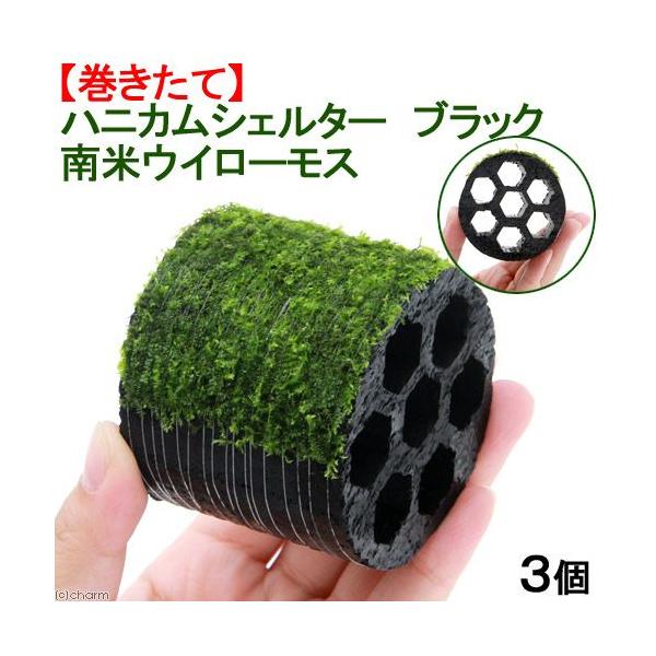 ijā@njJVF^[ubN@ăEB[Xitji_jiRj