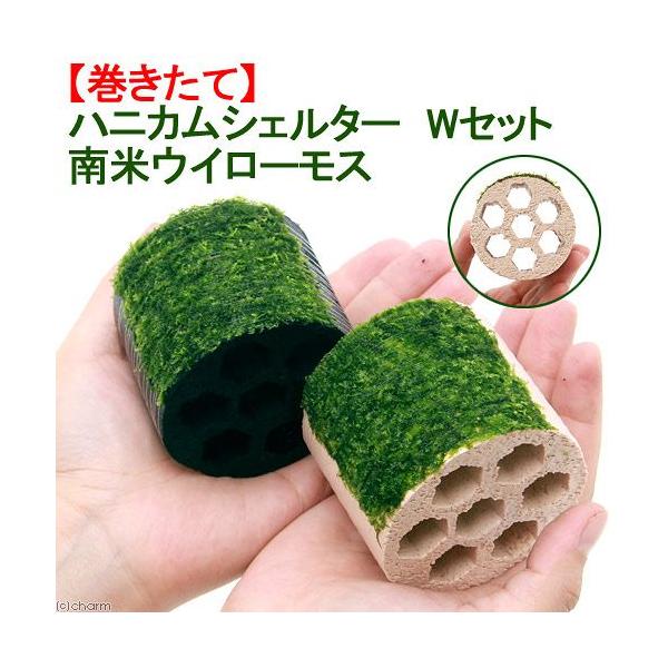 ijā@njJVF^[@vZbg@ăEB[Xitji_jiPZbgj