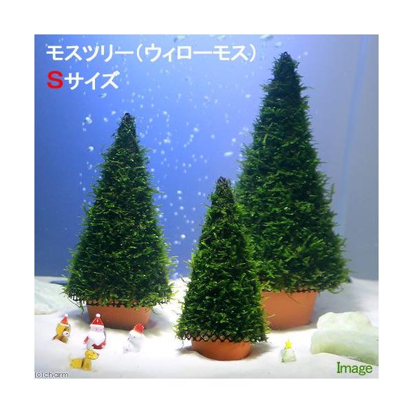 _aqua　エビ用水草　水草　クリスマス　ウィローモス　モスツリー　ツリーS　エビが喜ぶアクセサリ　20121013　YS　46house　catmosscreate2022willow　mosstreetanpin　seitaievent...