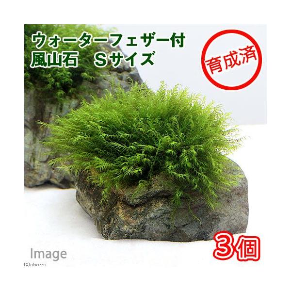 ij琬ρ@EH[^[tFU[@R΁@rTCYiPOjitji_jiRj