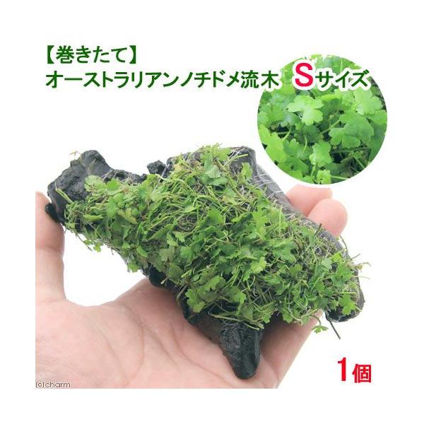 ijā@I[XgA@m`h؁@rTCYiPTjitji_jiP{j