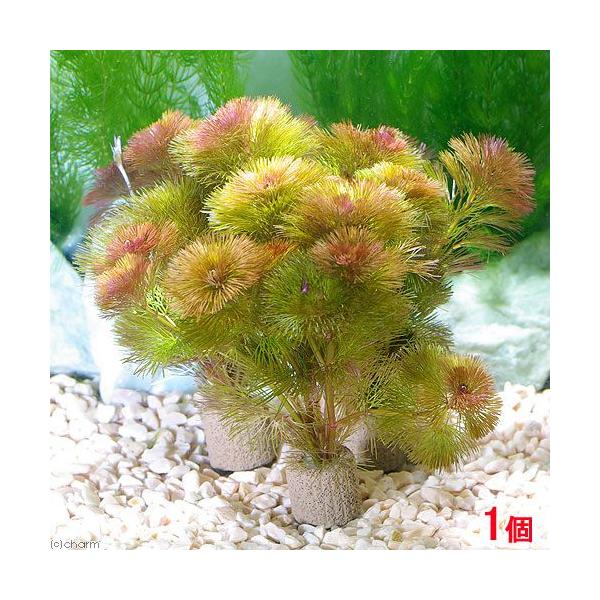 ij_JE@Ct}`ijbhJ{oiPj