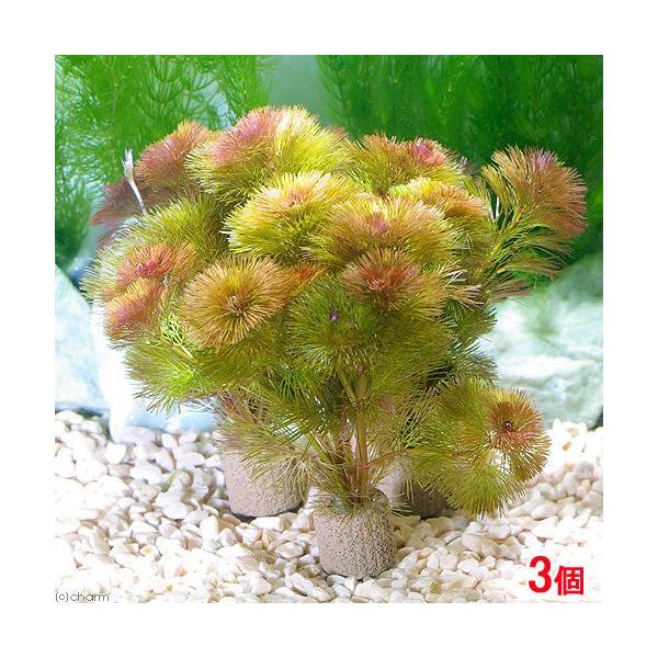 ij_JE@Ct}`ijbhJ{oiRj