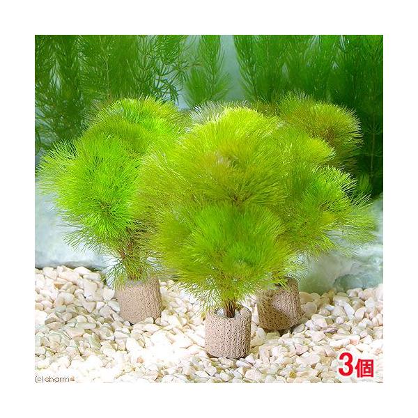 ij_JE@Ct}`ijCG[J{oiRj