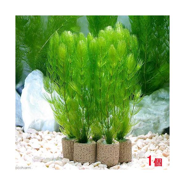 ijCt}`ij}ci_jiPj_J@@򉻁@Y