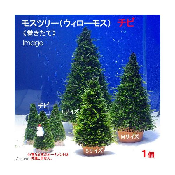 ウィローモス特集　エビ用水草　水草ハウス　all_plants　ウィローモス　エビが喜ぶアクセサリ　単品　wp_kywrd　20121013　YS　モスツリー2012　ＪＳツリー　mosstree　Chibi　wilmoss　_fish　_...