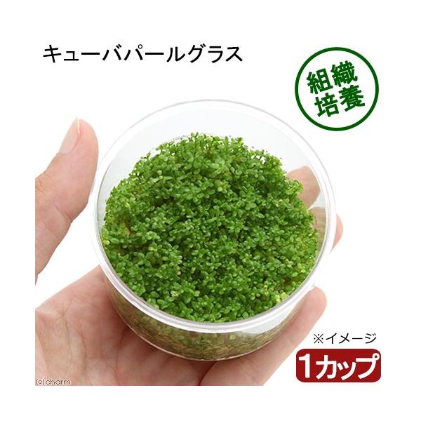 【毎朝発送】キューバパールグラス12個セット(無農薬、スネール無し） 毎朝発送】キューバパールグラス(無農薬、スネール無し） - メルカリ