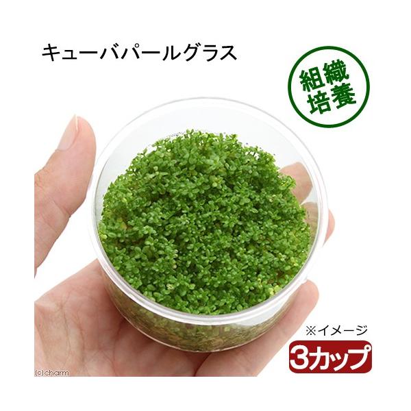 水草　前景草　絨毯のような　キューバパールグラスはこちら　Ｈｅｍｉａｎｔｈｕs　ｃａｌｌｉｔｒｉｃｈｏｉｄｅs　組織培養　メリクロン　お勧め前景草　ninki_plants　20121205　YS　cubaglass0620　GreenCa...