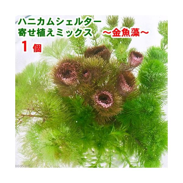 ijnjJVF^[@񂹐A~bNX`_JE`itjiPj