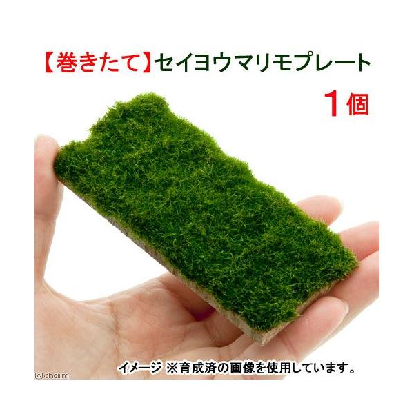 ijā@ZCE}@v[gi_jiPj