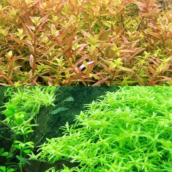 Rotala_green　Rotala_indica　熱帯魚　_wp　_aqua　水草　中景草　横に広がる　初心者　ビギナー　グリーンロタラ　ミソハギ科　キカシグサ属　ロタラ　ロトンディフォリア　グリーン　グリーンロタラはこちら　ロターラ　...