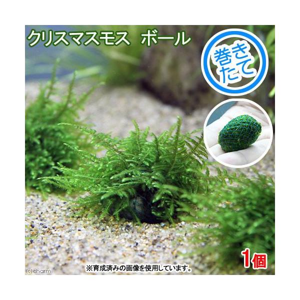 _wp　_aqua　熱帯魚　エビ他　エビ用水草　水草　コケ　モス類　Vesicularia　montagnei　ボール各種　その他モス種はこちら　ボール状はこちら　wp0414_2msmr　mosball　shrimp_plants　cat...