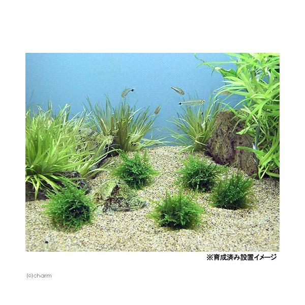 水草 巻きたて クリスマスモス ボール 無農薬 １個 北海道航空便要保温 Buyee 日本代购平台 产品购物网站大全 Buyee一站式代购 Bot Online