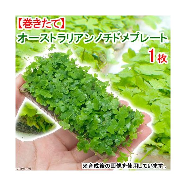 ijā@I[XgA@m`h@v[gitji_jiPj