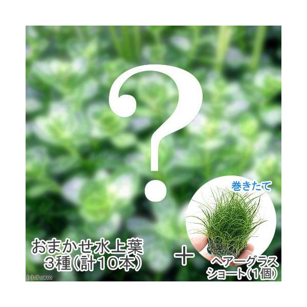 ij܂t@RZbgivPO{j{@ā@wA[OXV[g{[i_jiPj