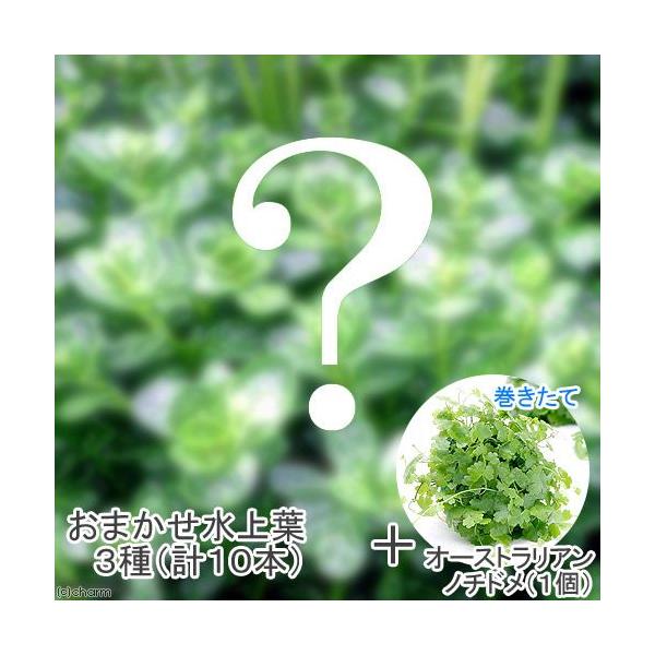 熱帯魚　_aqua　水上葉セット　水草　セット　ミックス　all_plants　wp_kywrd　ボール各種　Y9lnq7rU_wpp　wp0310_cup　wp0609007　wp0714008　wp0714001　wp0721001　g...