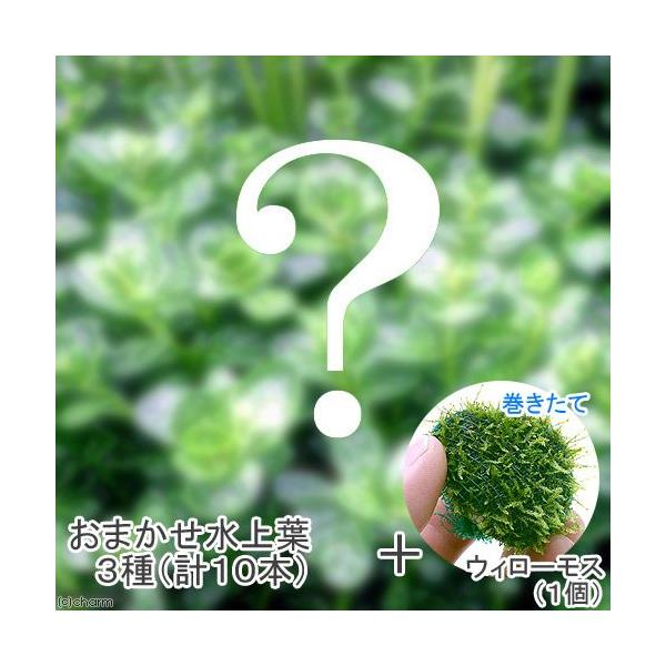 ij܂t@RZbgivPO{j{@ā@EB[X{[itji_jiPj