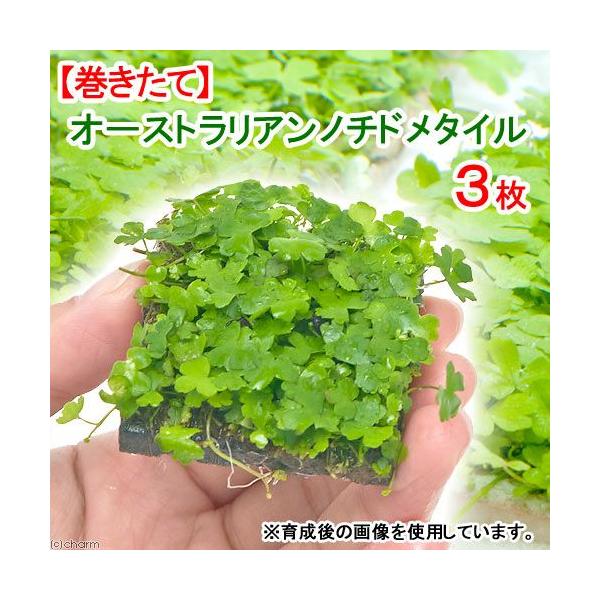 ijā@I[XgA@m`h@^Citji_jiRj