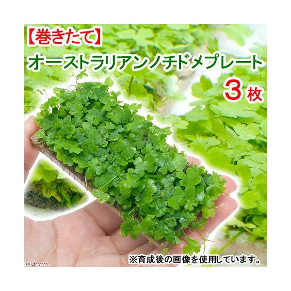 ijā@I[XgA@m`h@v[gitji_jiRj