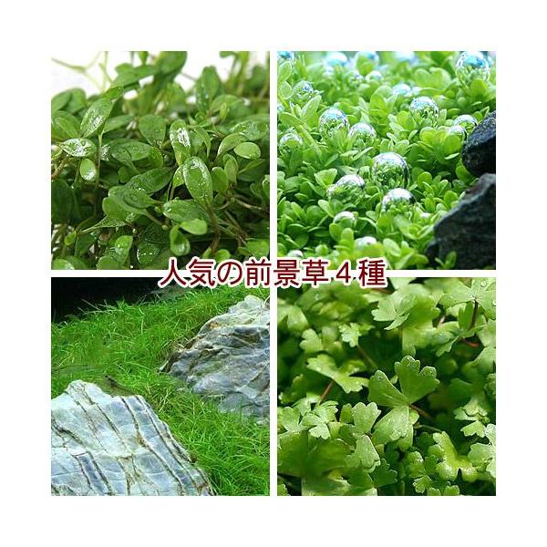 水草 前景草の人気商品 通販 価格比較 価格 Com