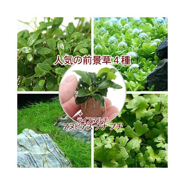 水草 前景草 - ペットの人気商品・通販・価格比較 - 価格.com 水草 前景草 - ペットの人気商品・通販・価格比較 - 価格.com