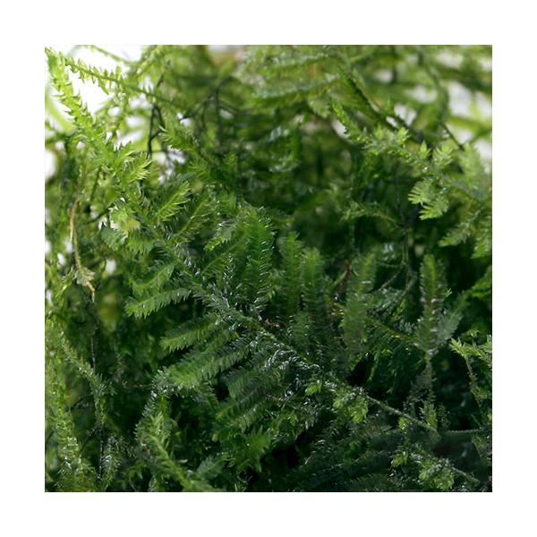 _kame　熱帯魚　_wp　_aqua　_hachu　活着する水草　コケの仲間　水草　コケ　モス類　all_plants　ウィローモス水草　両爬向き植物　20100929　guctnd44　wp_kywrd　ウィローモスパック　shrimp...