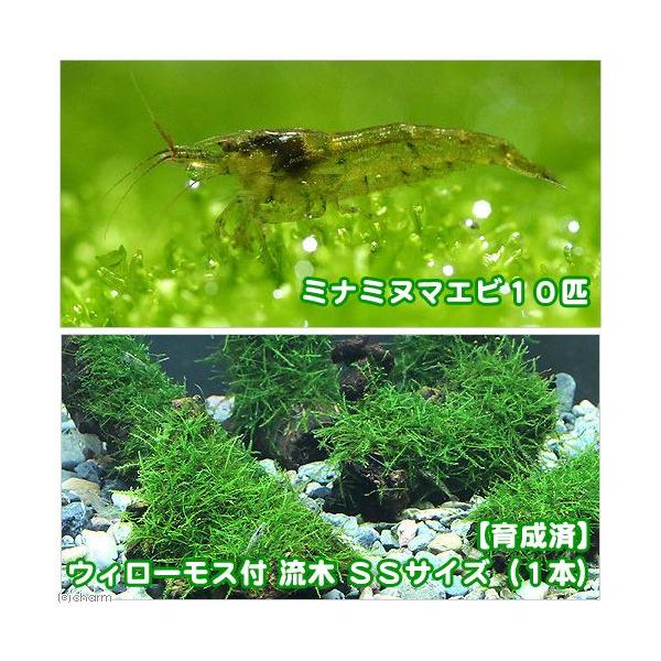 熱帯魚　_aqua　ウィローモス特集　ビギナーにお勧め　水草付き流木　塊状ウィローモスＳＳはこちら　活着済はこちら　塊状はこちら　ウィローモスはこちら　エビ用水草　ＣＯ２なしでも育つ水草　水草　モス／シダ付流木　ウィローモス　ウィローモス付...