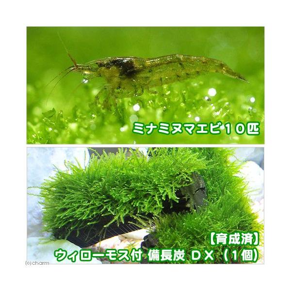 熱帯魚 エビ 水草の人気商品 通販 価格比較 価格 Com