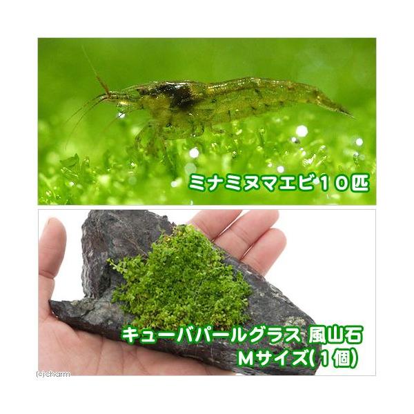 iGrjij~i~k}GriPOCj{L[op[OX@R΁@lTCYiPSji_jiPj