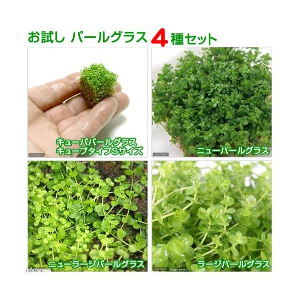 熱帯魚　水上葉セット　水草　セット　ミックス　all_plants　20130130　MI　wp_kywrd　パールグラス　お試し　otamesi_wp　sim97tx5ln_mizks　smt9l_prgrmzk　p5wpss21　47h...