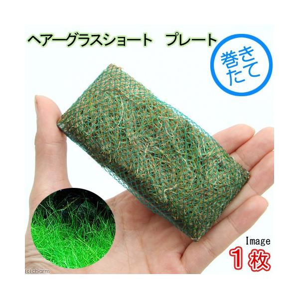 ijā@bNE[t@wA[OXV[g@v[gitji_jiPj