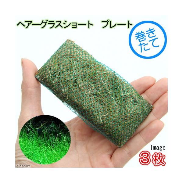 ijā@bNE[t@wA[OXV[g@v[gitji_jiRj