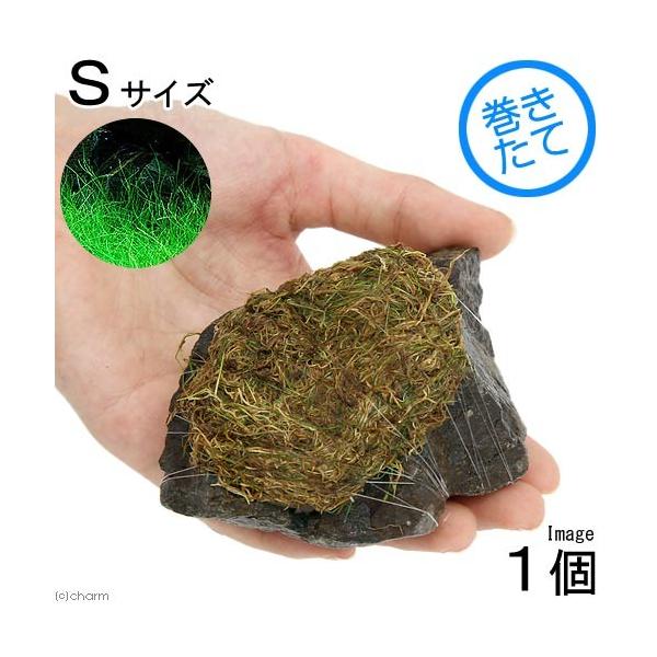 ijā@bNE[t@wA[OXV[g@R΁@rTCYiW`PQjitji_jiPj