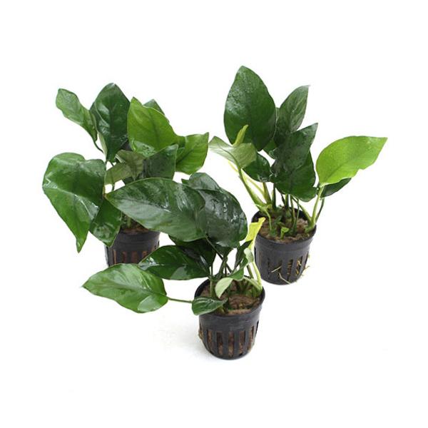 ijAkrAX@oe[@iiiC{CXjiR|bgj