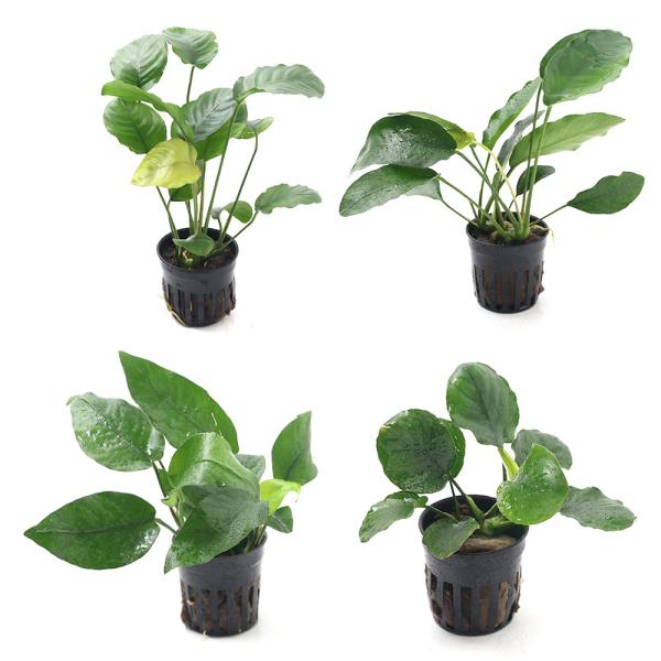 ij܂AkrAXiLtnjPiP|bgj