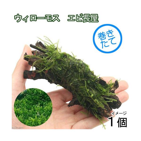 ijā@EB[X@GriPOjitji_jiPj`ӍH[`