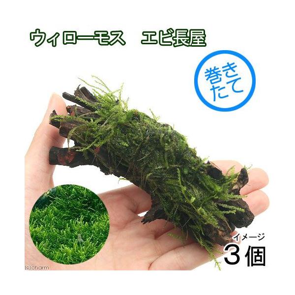 ijā@EB[X@GriPOjitji_jiRj`ӍH[`