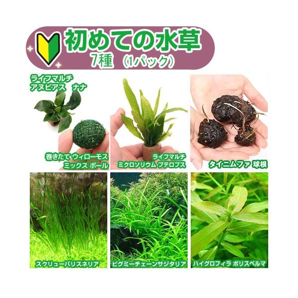 熱帯魚　ビギナーにオススメ　水草セット０８０９　水草　セット　レイアウト　水草ビギナーセット　wp_kywrd　初心者　初めての水草シリーズ　20130313　JS　plantmanual　startaqua120901　水草05　２０００...