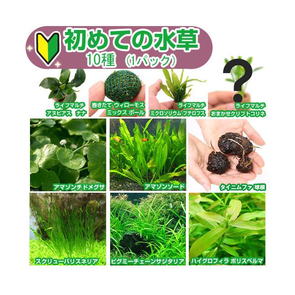 sfset　_aqua　熱帯魚　ビギナーにオススメ　水草セット０８０９　水草　セット　レイアウト　水草ビギナーセット　wp_kywrd　初心者　初めての水草シリーズ　20130313　JS　plantmanual　ureteruset_mz...