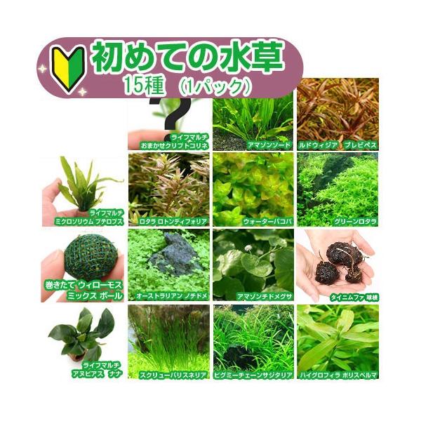 ☆atsupapa☆様 リクエスト 4点 まとめ商品　水草 楽天市場】（水草）ゼオライトリング（グレー）アマゾンチドメグサ