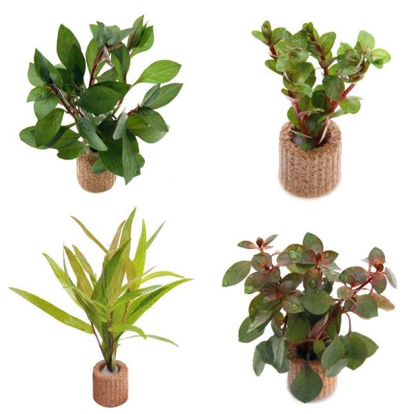 熱帯魚　_aqua　水草　後景草　all_plants　赤い　lst3xgrlms_wplant　wp0707010　p5wpss21　pointrk50509seitai　pointyh50514seitai　pointyh50524se...