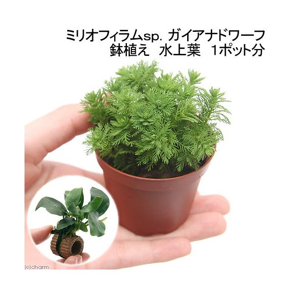 ijA@~ItBDiKCAih[tjitjiP|bgj{Ct}`ijAkrAXiiiPj