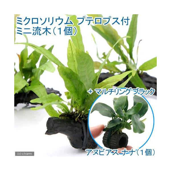 水草 ミクロソリウムの人気商品 通販 価格比較 価格 Com