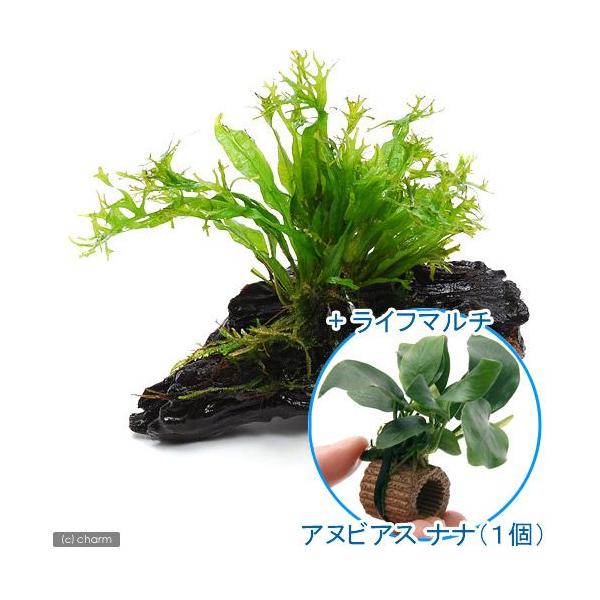 ij~N\E@EFfBtt@؁@rrTCYiP{jiPOj{Ct}`ijAkrAXiiiPj