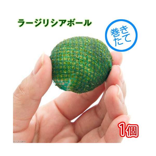 ijā@[WVA{[i_jiPj@kCEBq֗vۉ