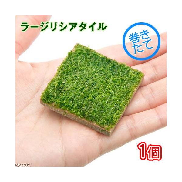 ijā@[WVA^Ci_jiPj@kCEBq֗vۉ