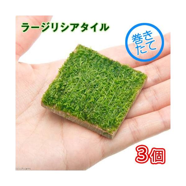 ijā@[WVA^Ci_jiRj@kCEBq֗vۉ