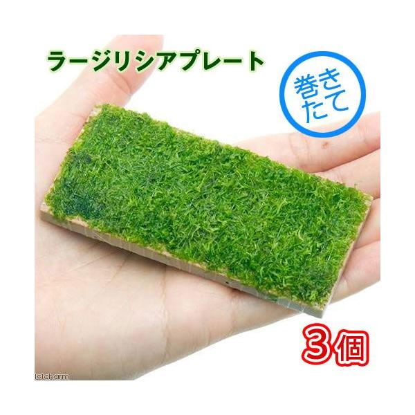 ijā@[WVAv[gi_jiRj@kCEBq֗vۉ