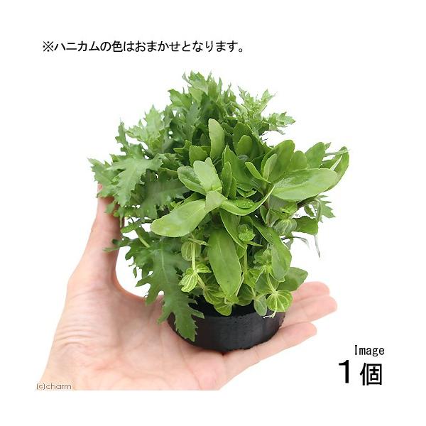 ijnjJVF^[@񂹐A~bNX`V΁`itji_jiPj