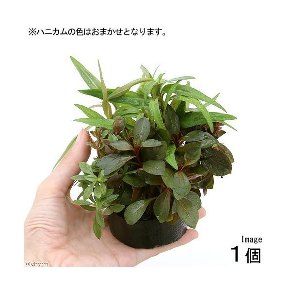 ijnjJVF^[@񂹐A~bNX`gt`itji_jiPj